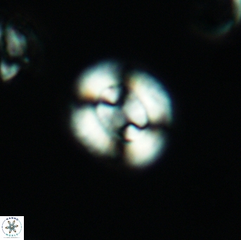 Watznaueria cyntiae 3540