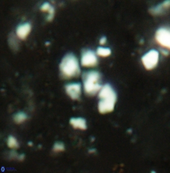 Watznaueria diaphanae 2535