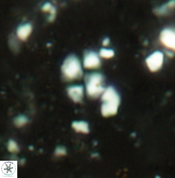 Watznaueria diaphanae 2535