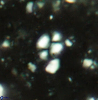 Watznaueria diaphanae 2538