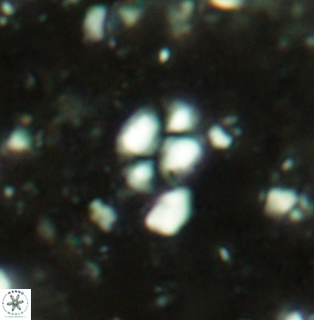 Watznaueria diaphanae 2538