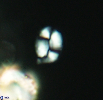 Watznaueria diaphanae 2743