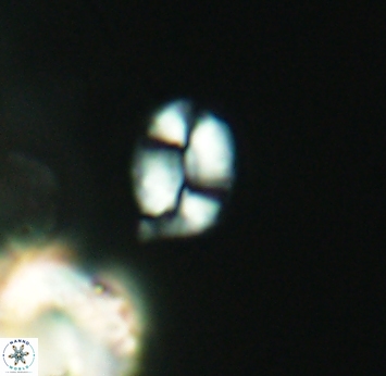 Watznaueria diaphanae 2743
