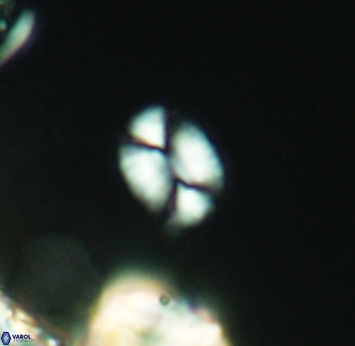 Watznaueria diaphanae 2746