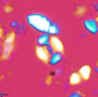 Watznaueria duolamina 13285