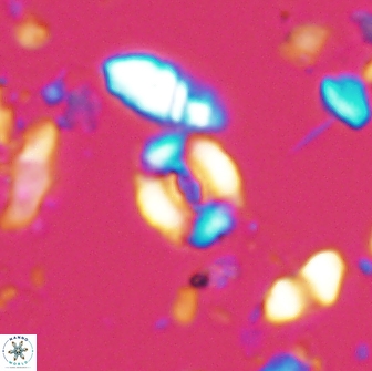 Watznaueria duolamina 13285