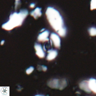 Watznaueria duolamina 13286