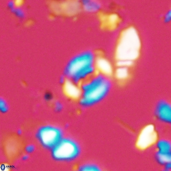 Watznaueria duolamina 13288