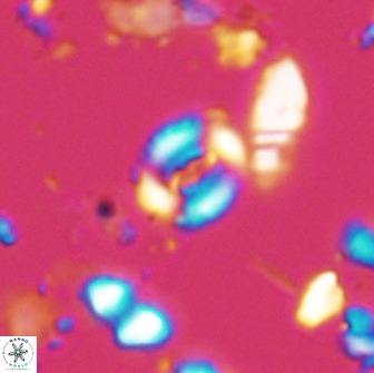 Watznaueria duolamina 13288
