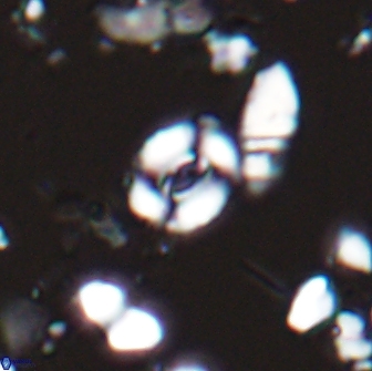 Watznaueria duolamina 13289