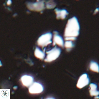 Watznaueria duolamina 13289