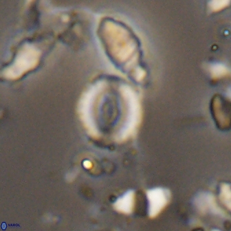 Watznaueria duolamina 13291