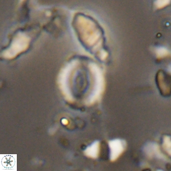 Watznaueria duolamina 13291
