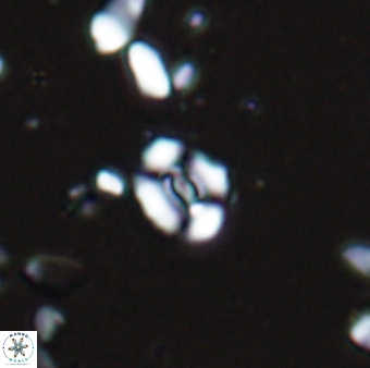 Watznaueria duolamina 13337