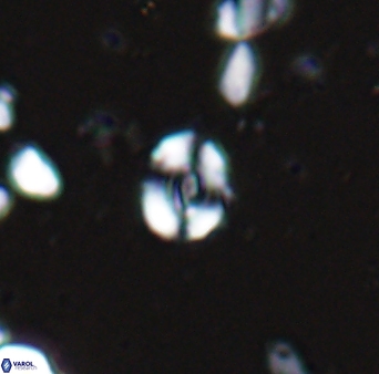 Watznaueria duolamina 13339