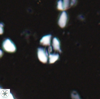 Watznaueria duolamina 13339