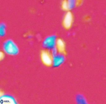 Watznaueria duolamina 13340
