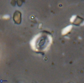 Watznaueria duolamina 13344