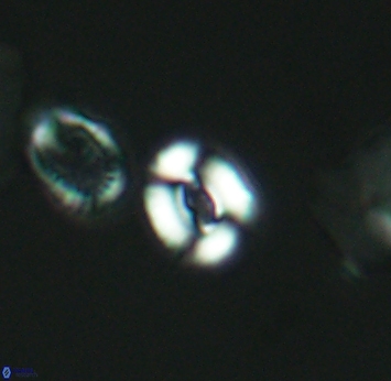 Watznaueria duolamina 2747