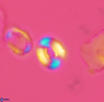 Watznaueria duolamina 2748