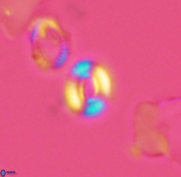 Watznaueria duolamina 2749
