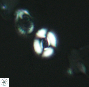 Watznaueria duolamina 2750