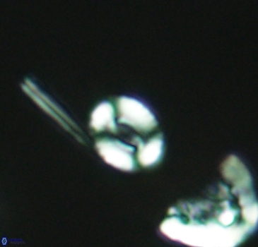 Watznaueria duolamina 2840