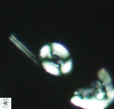 Watznaueria duolamina 2840