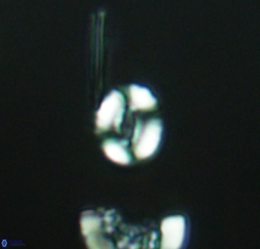 Watznaueria duolamina 2838