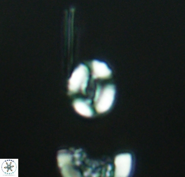 Watznaueria duolamina 2838