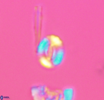 Watznaueria duolamina 2839