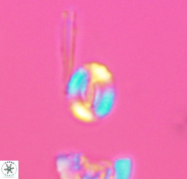 Watznaueria duolamina 2839