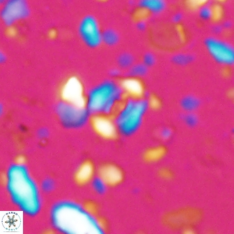 Watznaueria duolamina 7632