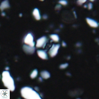 Watznaueria duolamina 7633
