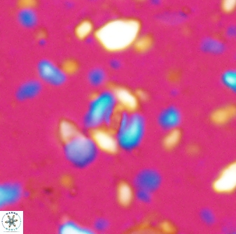Watznaueria duolamina 7634