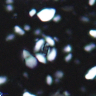 Watznaueria duolamina 7635