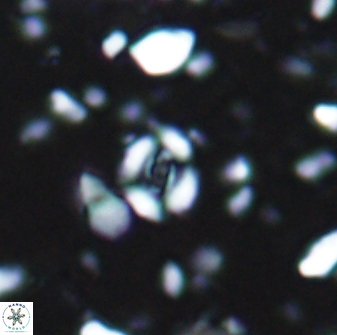 Watznaueria duolamina 7635