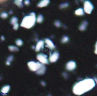Watznaueria duolamina 7637