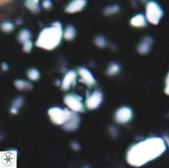 Watznaueria duolamina 7637