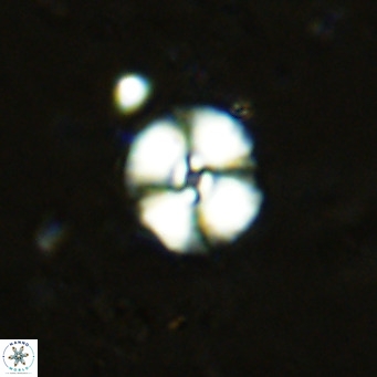 Watznaueria fossacincta VR 15812