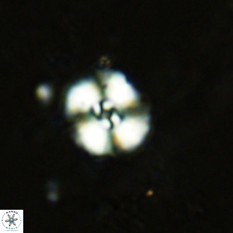 Watznaueria fossacincta VR 15819