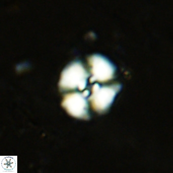 Watznaueria fossacincta VR 15820