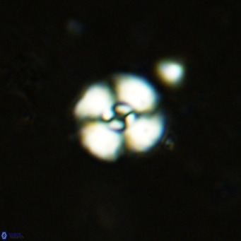 Watznaueria fossacincta VR 15823
