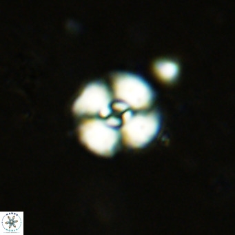 Watznaueria fossacincta VR 15823