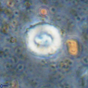 Watznaueria fossacincta VR 20286