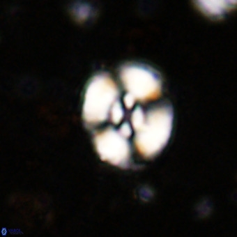 Watznaueria fossacincta VR 20292