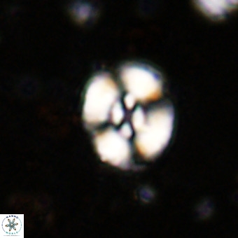 Watznaueria fossacincta VR 20292