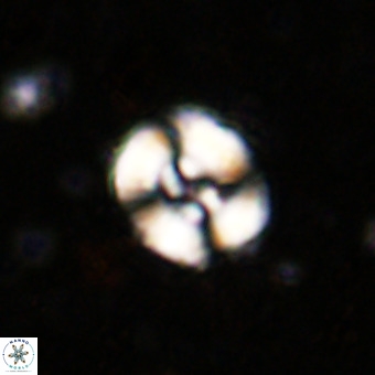 Watznaueria fossacincta VR 20295