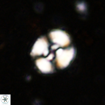 Watznaueria fossacincta VR 20299