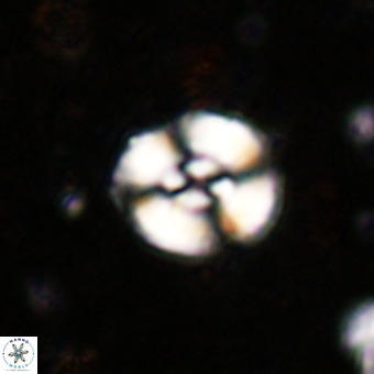 Watznaueria fossacincta VR 20300